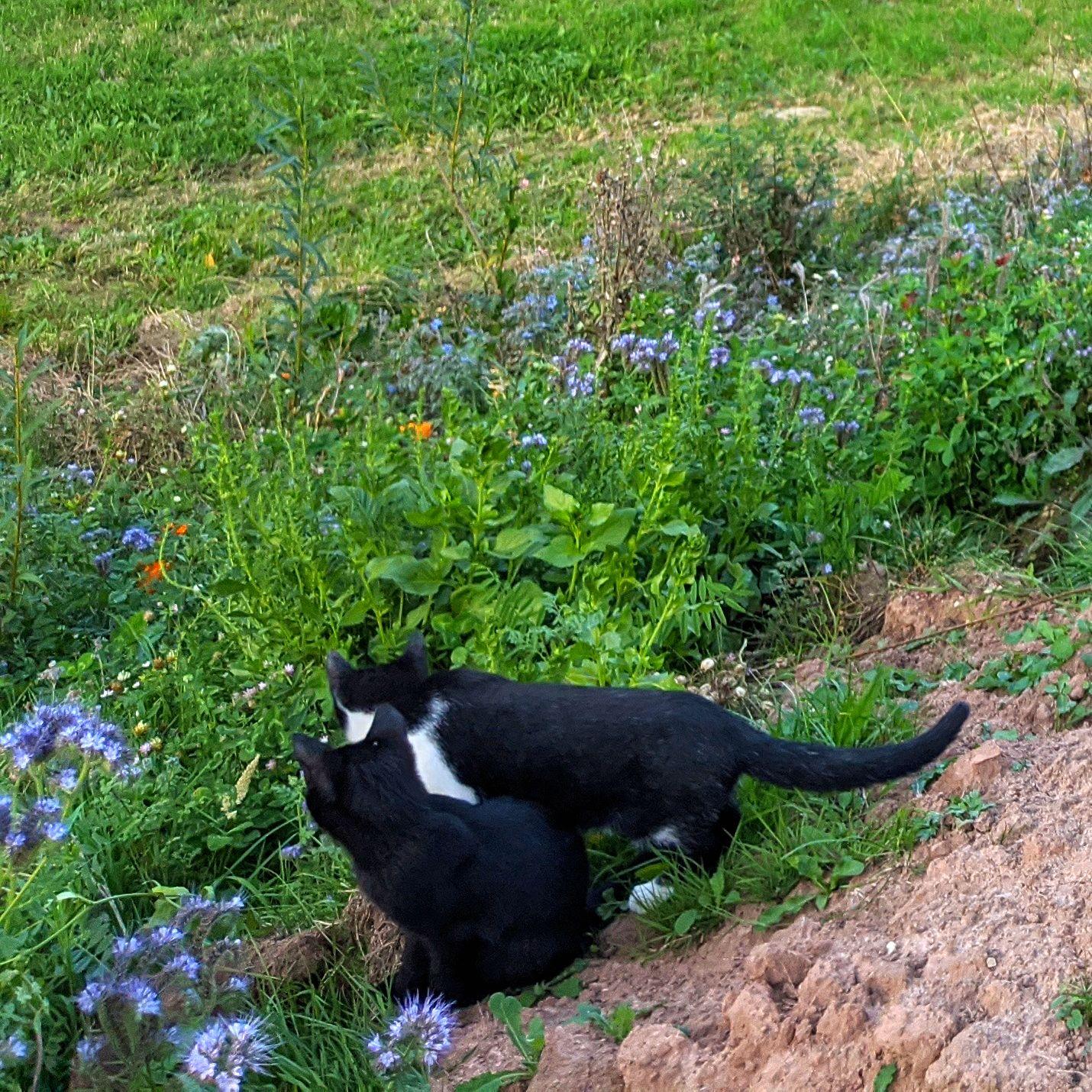 Die Katzen der Autorin Amila Audry im Garten